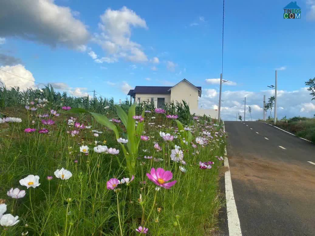 Ảnh Bán gấp đất Lâm Đồng giá chỉ 2tr/m2 0