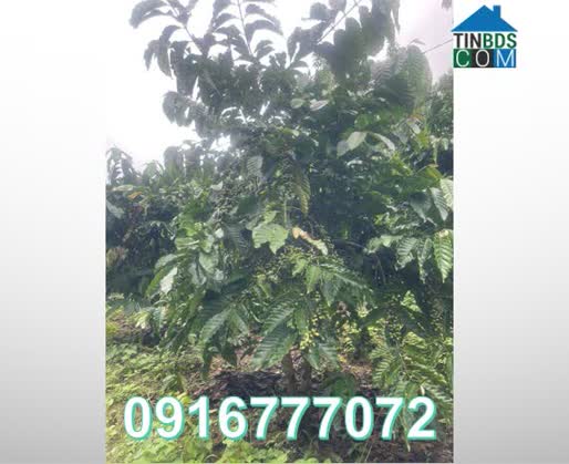 Ảnh Bán đất vườn cà phê gần Đà Lạt, xã Nam Ban Lâm Hà, Lâm Đồng, 0916777072 0