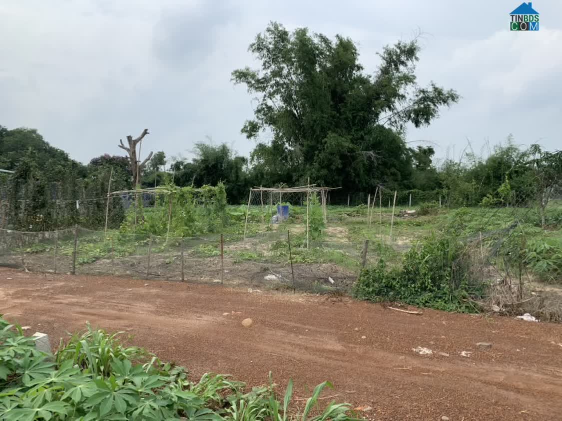 Ảnh [CHÍNHCHỦ] Cần bán đất xã Láng Dài,Đất Đỏ,Bà Rịa-Vũng Tàu;1,3triệu/m2(1000m2) 0