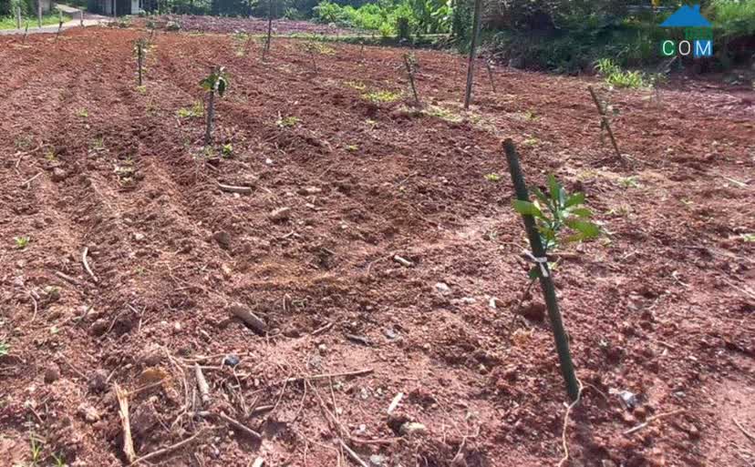 Ảnh Bán Đất Vườn 9664m2 Sân Bay Long Thành Xã Xuân Đường, Huyện Cẩm Mỹ, Đồng Nai 0