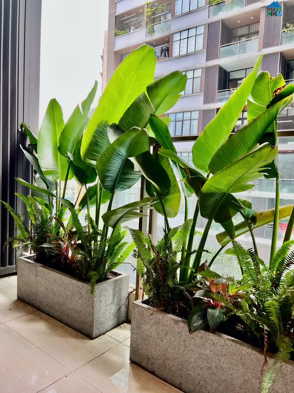 Ảnh Bán căn hộ 3PN-122m2 tại Thanh Xuân Complex (24T3 Hapulico), giá tốt 1