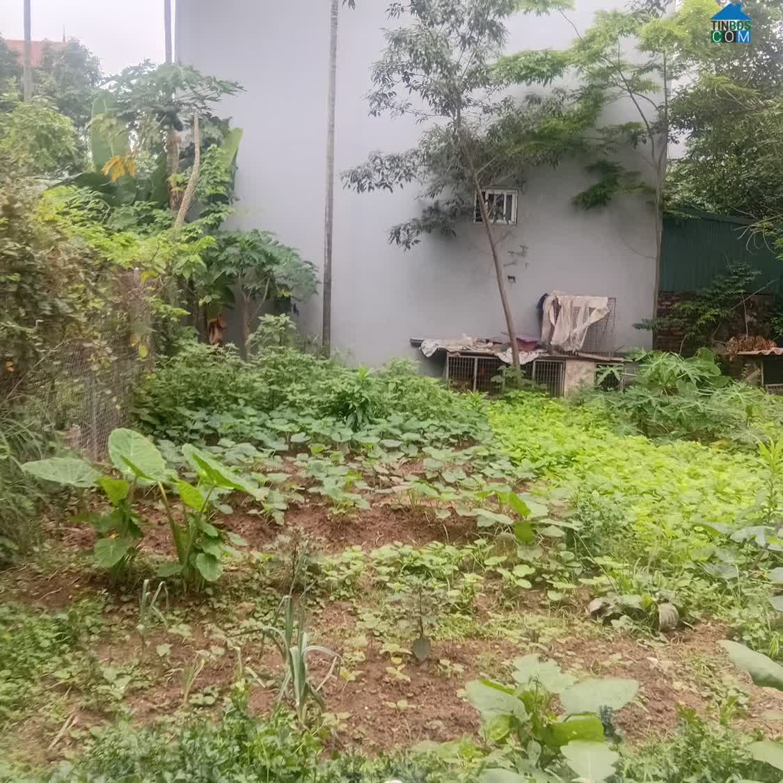 Ảnh Bán Đất Gần Vin Cổ Loa - Xã Đông Anh - Đón Cầu Tứ Liên - Đường Oto Tránh - Tiềm Năng Cao 0