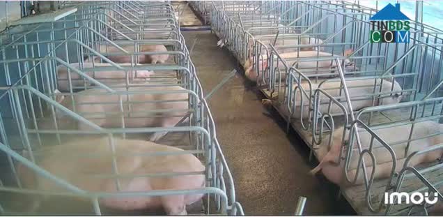 Ảnh ⭐Cần bán gấp vườn cafe - Trại heo tại xã Phúc Thọ Lâm Hà, Lâm Đồng, 0865135913 0