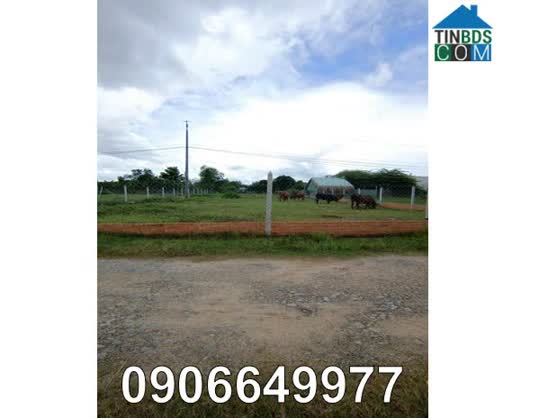 Ảnh Chính chủ hạ giá cần bán gấp đất đẹp gần đường 823D mở rộng, Đức Hòa Đông (Đức Hòa, Long An),... 0