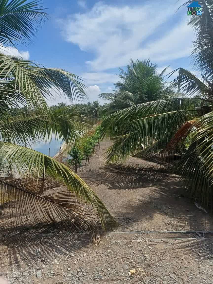 Ảnh Bán Đất Xã Bình Lợi - Bình Chánh, 10.387m2 Sẵn 2 Sổ Hồng Chỉ 2 Tỷ/1000m2. Lh:0978435476. 0
