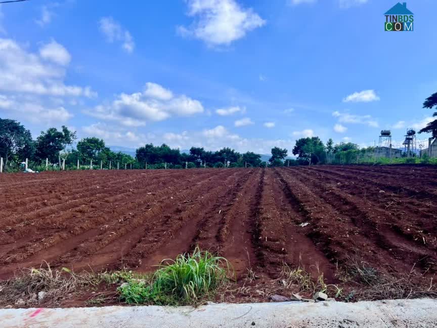 Ảnh Bán Đất Nam Ban 502m² Thổ Cư 200m² – View Toàn Cảnh Nam Ban, Ngắm Trọn Tượng Phật Bà Từ Thế Đất Đẹp 0