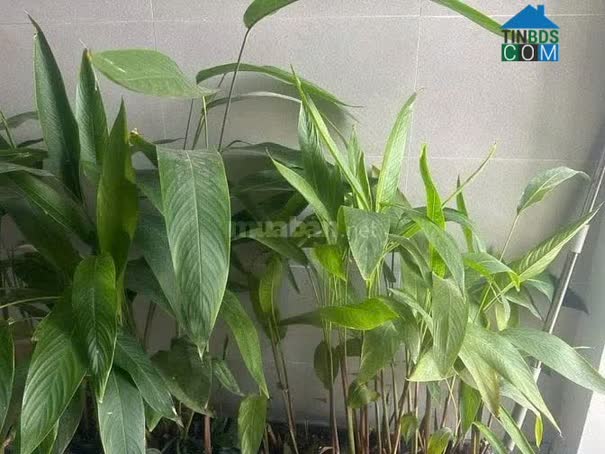 Ảnh Chính chủ cho thuê Căn hộ HAGL 3pn, dt 117m2, 72 Hàm Nghi, P Thanh Khê, TP Đà Nẵng 0