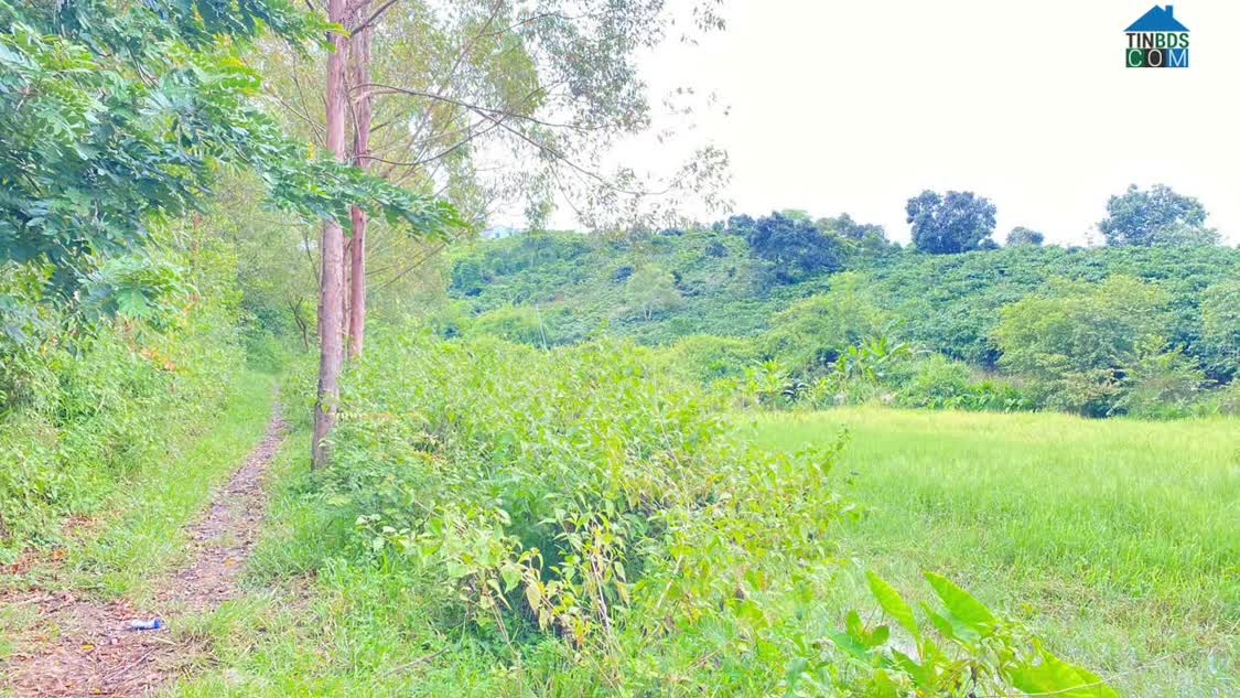 Ảnh 2,6 sào hẻm ql28b - ninh gia, lâm đồng - nghỉ dưỡng - làm vườn ok nha 0