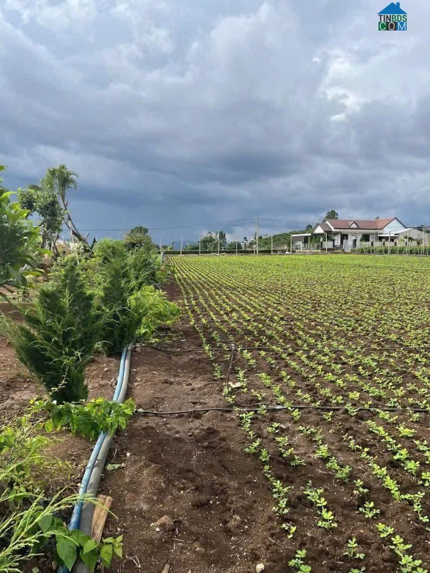 Ảnh Bán nhanh 3,1 sào hẻm pê tông tân hội, lâm đồng 0