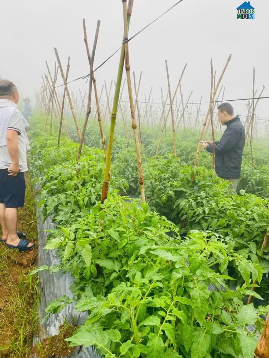Ảnh Sở hữu đất nghỉ dưỡng giữa không gian xanh Bảo Lâm 0