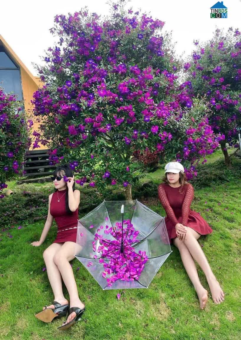 Ảnh Chính chủ cần bán gấp lô đất tại phường 2 Bảo Lộc view đồi chè view hồ view suối chỉ từ9xx 0