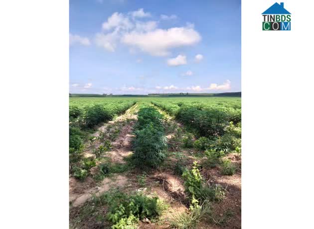 Ảnh Bán 170ha (hecta) đất Tân Thắng (Hàm Tân, Bình Thuận cũ) nay thuộc xã Sơn Mỹ, Lâm Đồng; 0869832991 0