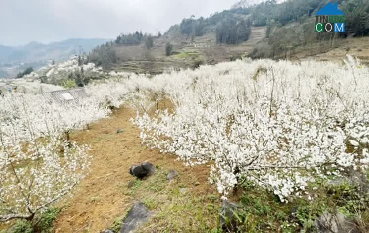 Hình ảnh Lùng Thẩn, Xi Ma Cai, Lào Cai