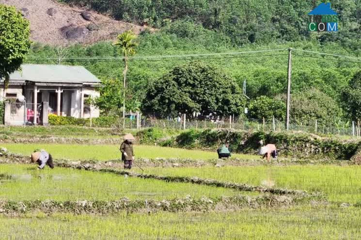 Hình ảnh Lâm Đớt, A Lưới, Huế