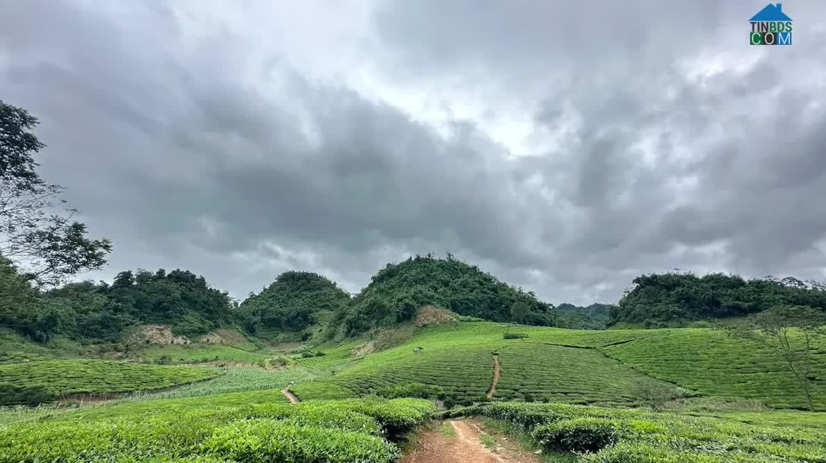 Hình ảnh Vân Sơn, Mộc Châu, Sơn La