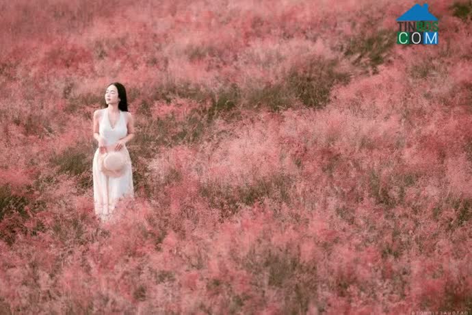 Hình ảnh Cờ Đỏ, Mộc Châu, Sơn La