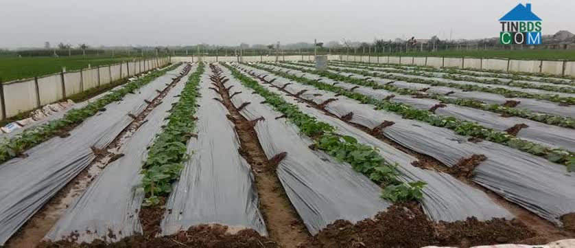 Hình ảnh Cẩm Đình, Phúc Thọ, Hà Nội