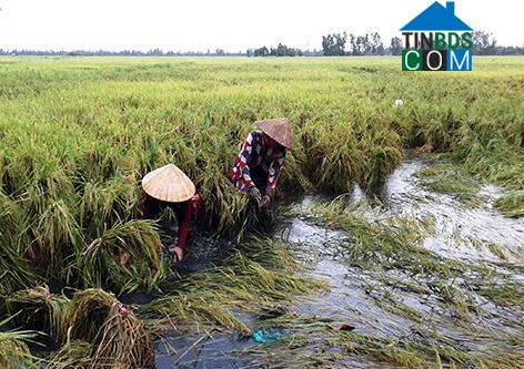 Hình ảnh Vĩnh Trung, Vị Thủy, Hậu Giang