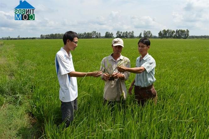 Hình ảnh Ngọc Thành, Giồng Riềng, Kiên Giang