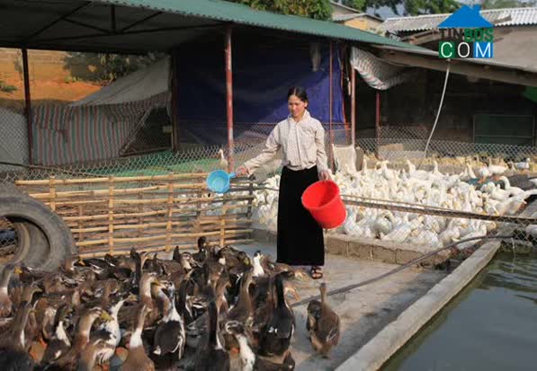 Hình ảnh Trung Đồng, Tân Uyên, Lai Châu