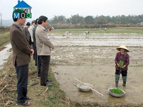 Hình ảnh Trị Quận, Phù Ninh, Phú Thọ