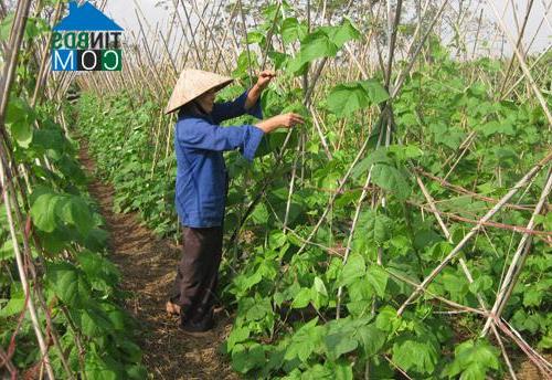 Hình ảnh Đỗ Sơn, Thanh Ba, Phú Thọ