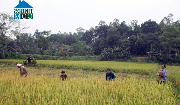 Hình ảnh Hanh Cù, Thanh Ba, Phú Thọ