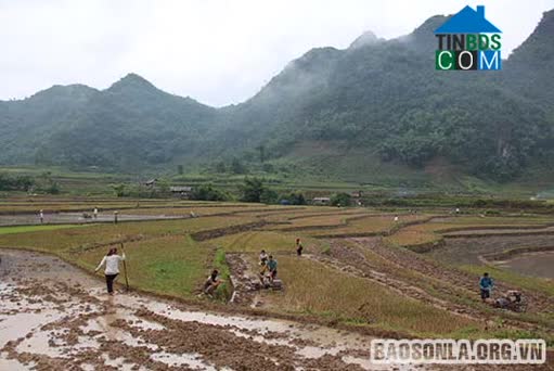 Hình ảnh Chiềng Pấc, Thuận Châu, Sơn La