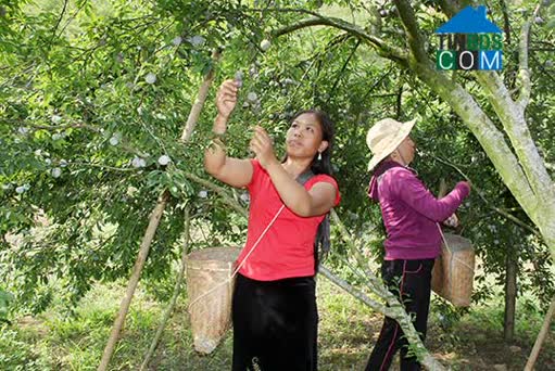 Hình ảnh Phiêng Khoài, Yên Châu, Sơn La