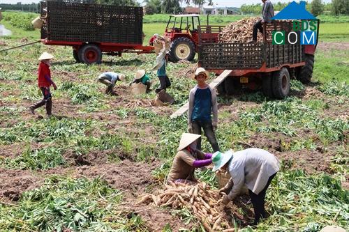 Hình ảnh An Cơ, Châu Thành, Tây Ninh