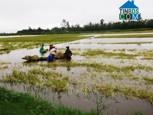 Hình ảnh Triệu Sơn, Triệu Phong, Quảng Trị