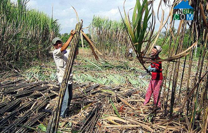 Hình ảnh Đại Ân 1, Cù Lao Dung, Sóc Trăng