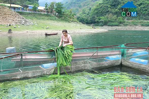 Hình ảnh Tường Tiến, Phù Yên, Sơn La