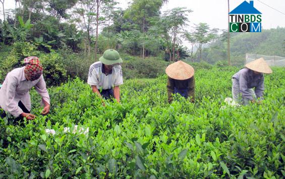 Hình ảnh Liên Minh, Võ Nhai, Thái Nguyên