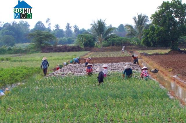 Hình ảnh Tân Quới, Bình Tân, Vĩnh Long