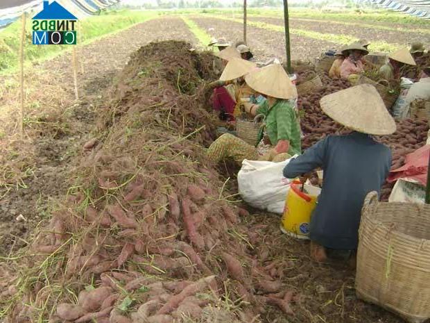 Hình ảnh Thành Đông, Bình Tân, Vĩnh Long