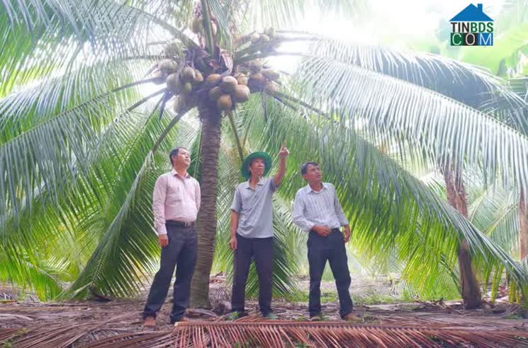 Hình ảnh Hòa Lợi, Thạnh Phú, Bến Tre
