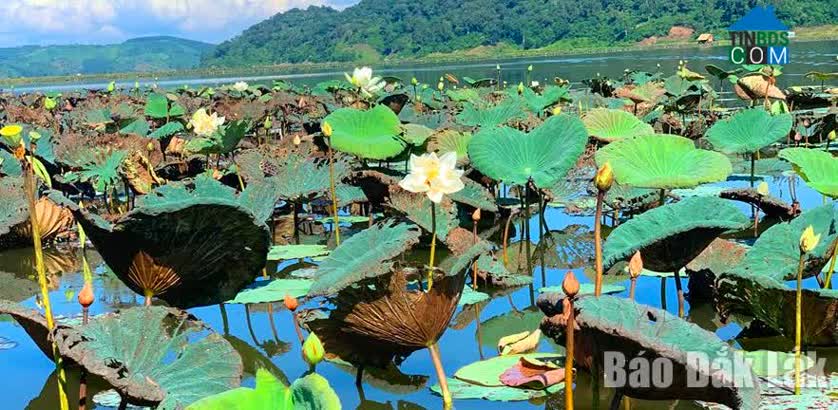 Hình ảnh Ea R'bin, Lăk, Đắk Lắk