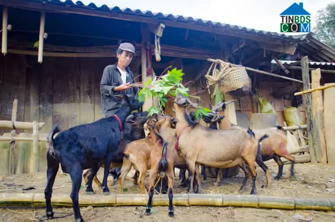 Hình ảnh Sính Phình, Tủa Chùa, Điện Biên