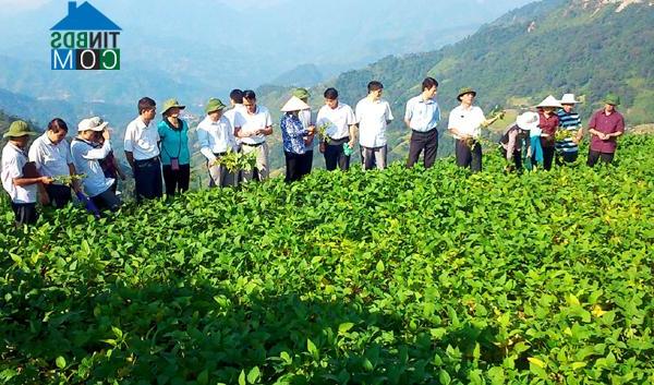 Hình ảnh Chiến Phố, Hoàng Su Phì, Hà Giang