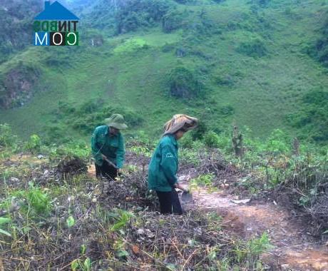 Hình ảnh Mùn Chung, Tuần Giáo, Điện Biên