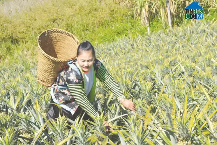 Hình ảnh Pú Nhung, Tuần Giáo, Điện Biên