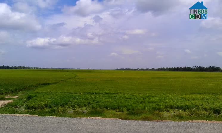 Hình ảnh Hòa Bình, Tam Nông, Đồng Tháp
