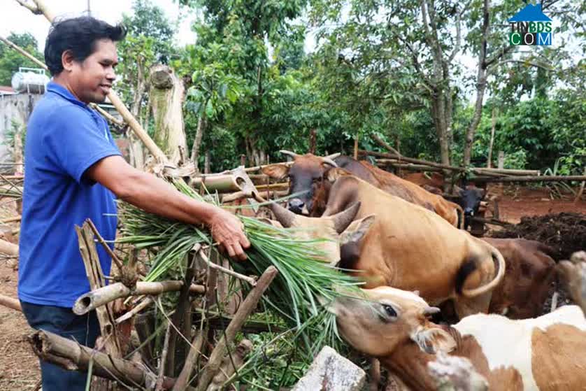 Hình ảnh Ia Ka, Chư Păh, Gia Lai