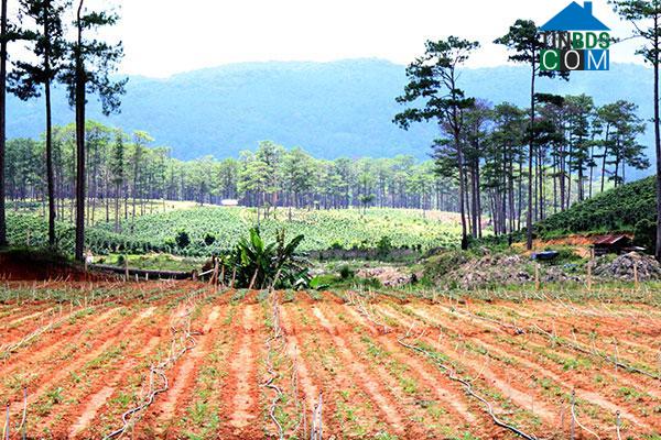 Hình ảnh Đạ Nhim, Lạc Dương, Lâm Đồng