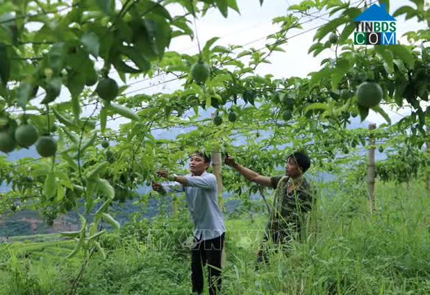 Hình ảnh Mường Khoa, Tân Uyên, Lai Châu