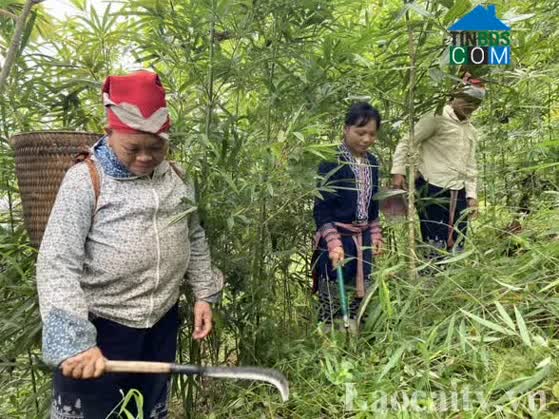 Hình ảnh Tả Phời, Lào Cai, Lào Cai