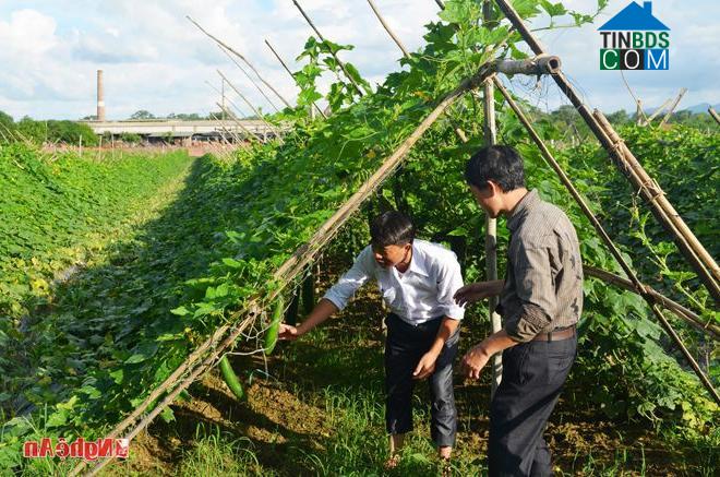 Hình ảnh Cẩm Sơn , Anh Sơn, Nghệ An