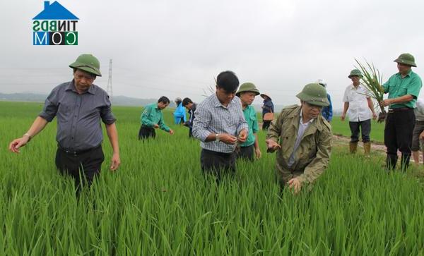 Hình ảnh Tứ Mỹ, Tam Nông, Phú Thọ