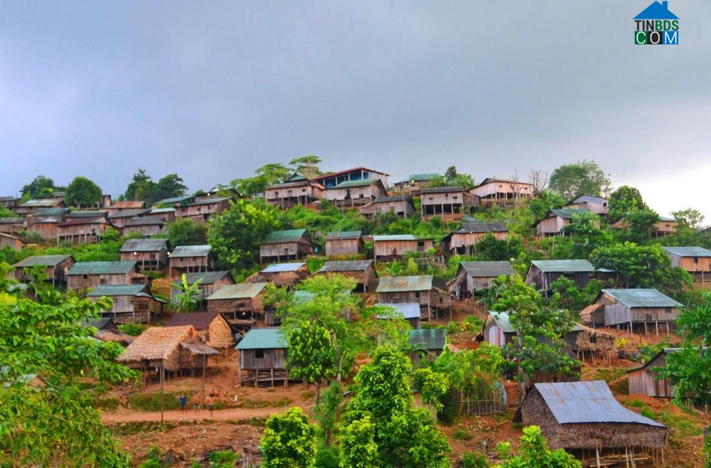 Hình ảnh Trà Bui, Bắc Trà My, Quảng Nam